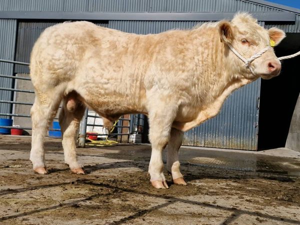 Young PBR CH bull - Main image