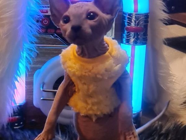 Sphynx kittens - Main image
