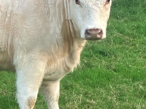 4 Super PBR Maiden Shorthorn Heifers - Main image