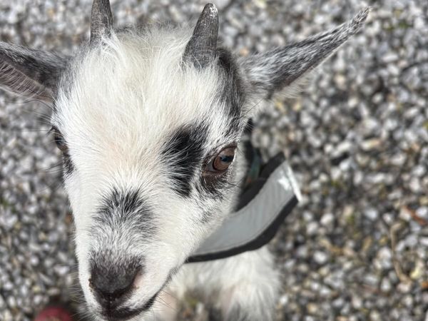 Goats - Main image