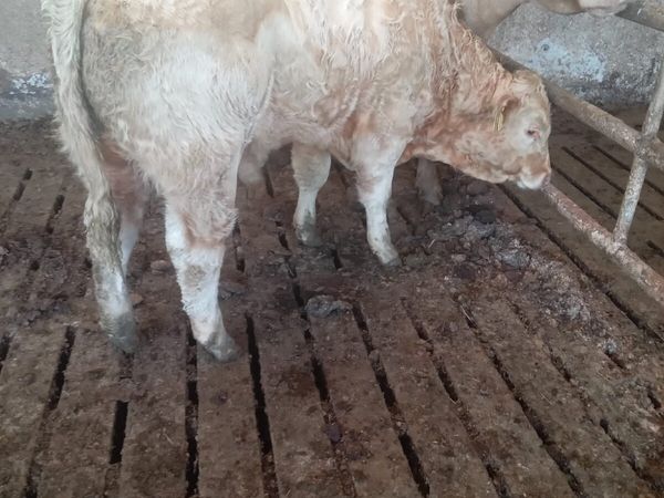 Weanling Bull for Sale - Main image