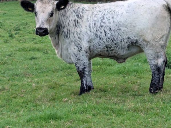 Pedigree speckle Park heifer - Main image