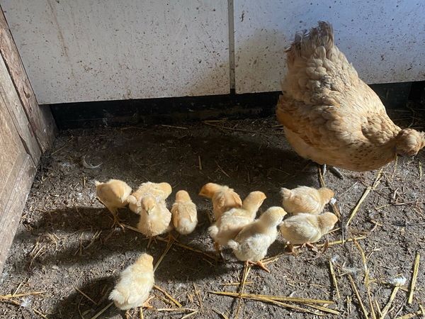 Gold Top hen and 10 chicks - Main image