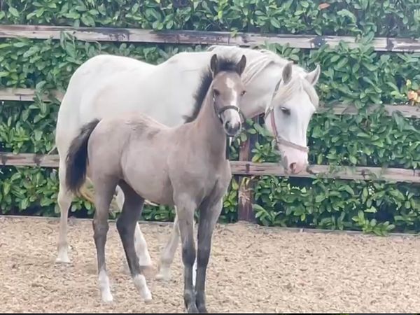 Exceptional Performance-Bred Connemara Filly - Main image