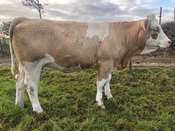 Special entry @ Macroom mart on Saturday 3rd Oct. - Main image