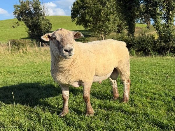 Suff Tex shearling Ram - Main image