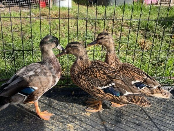 Call ducks - Main image