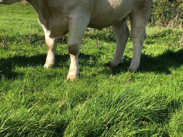 Pedigree  Charolais incalf heifer - Main image