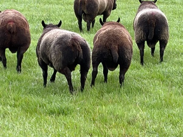 Blue Texel Rams - Main image