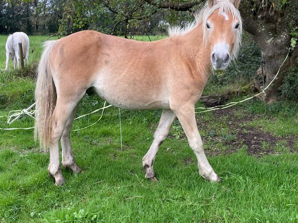 haflinger yearling - Main image