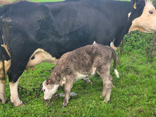 Suckler  cows with charx calf - Main image