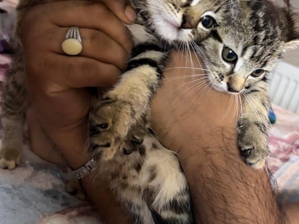 Kittens - Main image