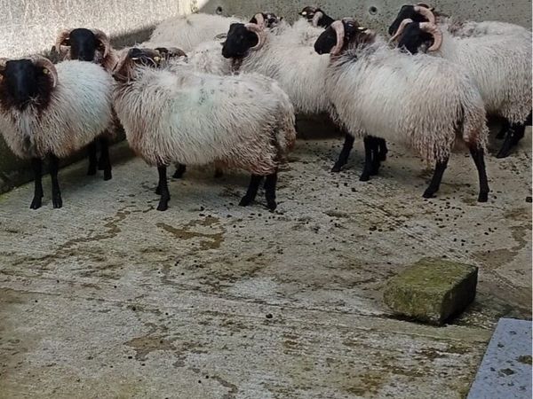 Mountain Ram Lambs - Main image
