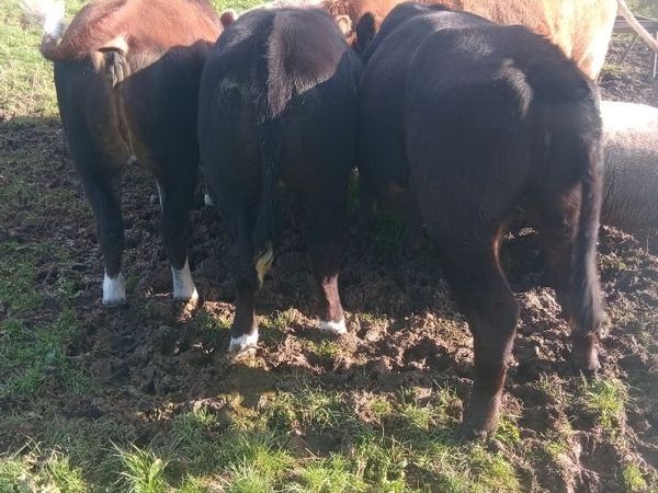 Heifers - Main image