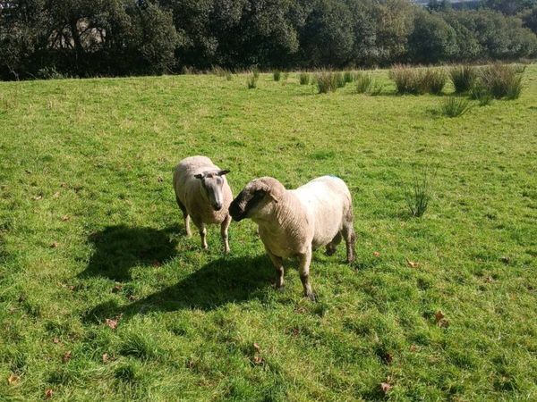 Rams for sale - Main image