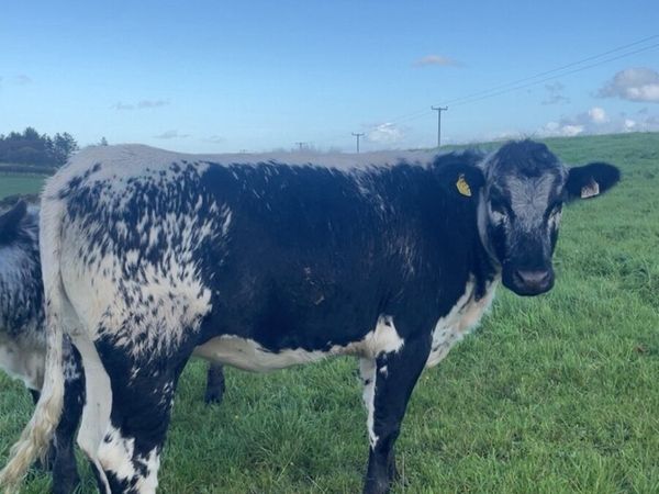 ⭐️Super speckled park heifers⭐️ - Main image