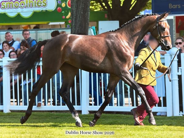 Womanizer X Tyson Filly - Main image
