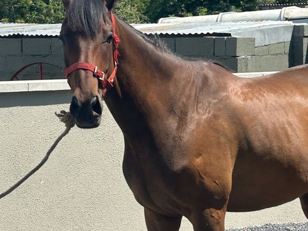 5 year old gelding unbroken - Main image