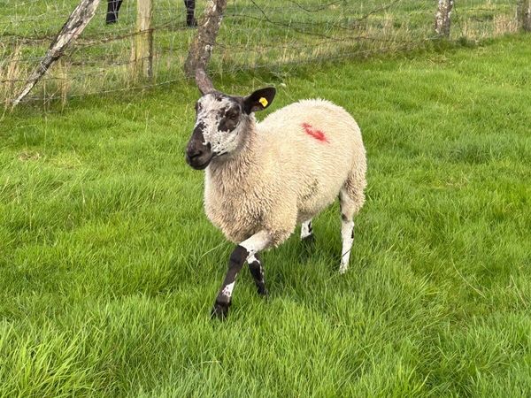 1 crop ewes - Main image