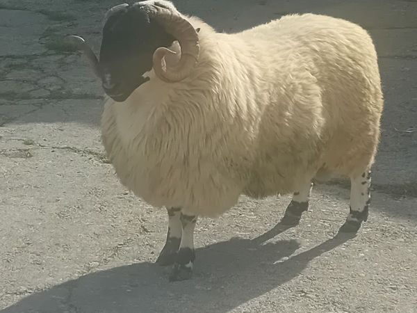 Perth Ram - Main image