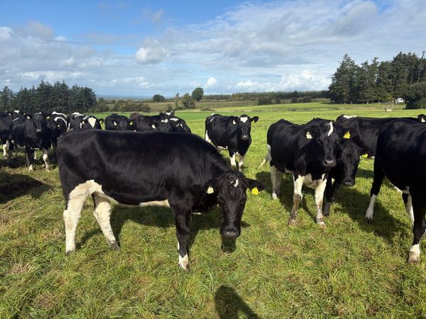 In calf heifers - Main image
