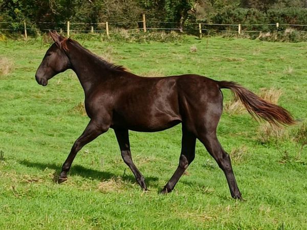 Black yearling gelding - Main image