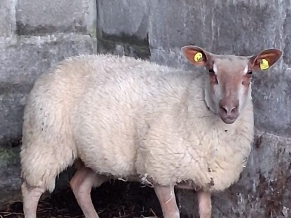 ..PB Rouge Ewe lamb.. - Main image