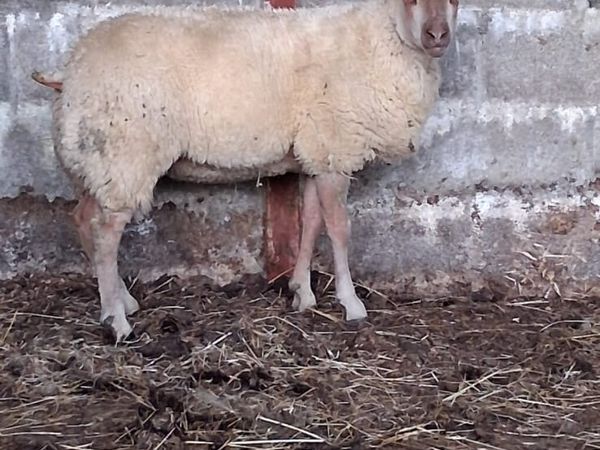 ..PB Rouge Ewe lamb.. - Main image