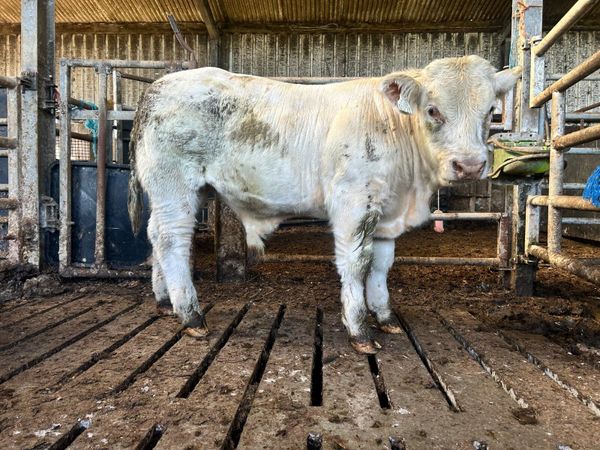 Elphin mart28th Selection of bull weanlings - Main image