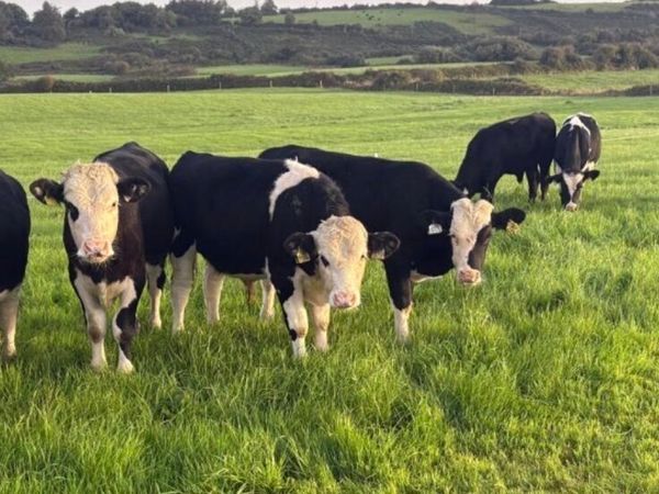 Wealing bulls - Main image