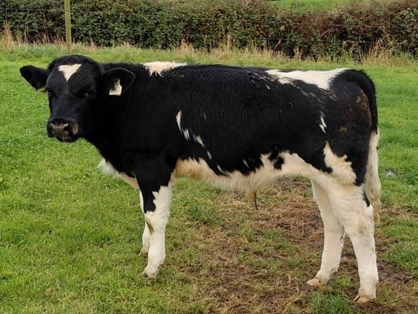Wealing bulls - Main image