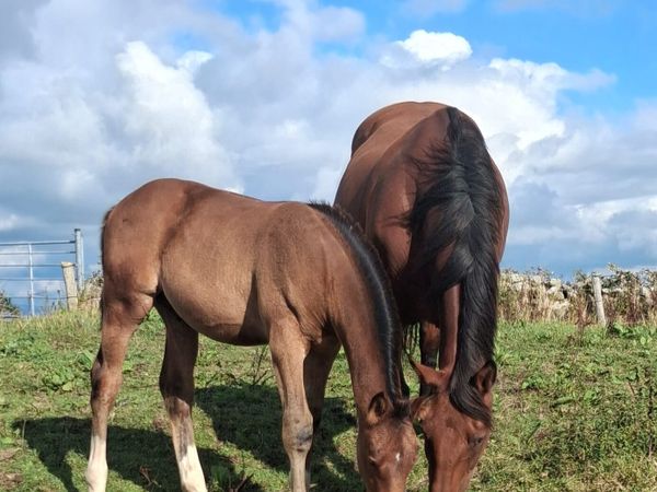 Douglas Mare and foal - Main image