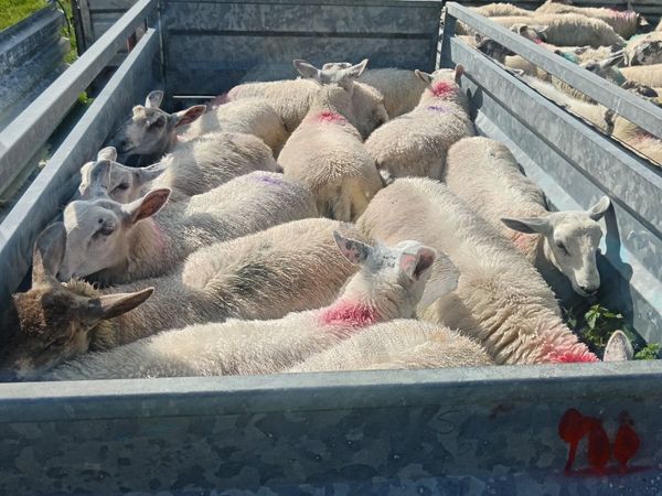 Ewe lambs - Main image