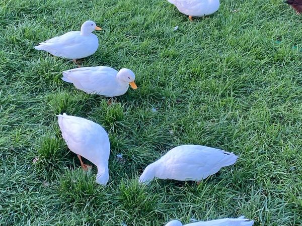 Call Ducks - Main image