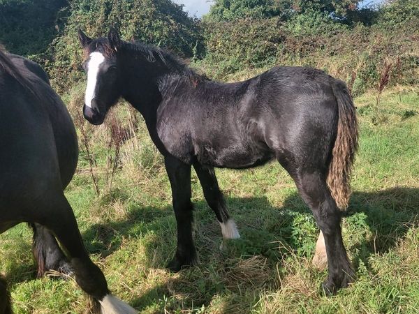 Black Cob Filly Foal - Main image