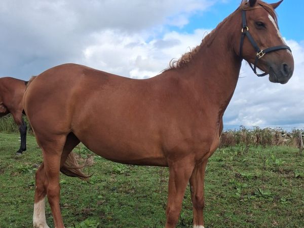 Tyson Mare (in foal) - Main image