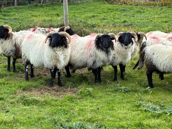Blackface Ram Lambs - Main image