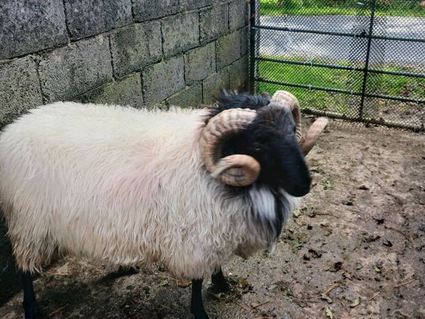 Sheep - Main image