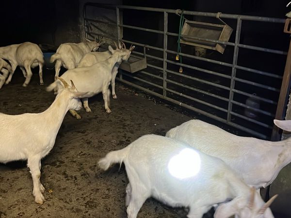 Goats - Main image
