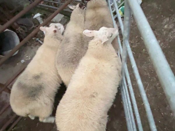 Sheep - Main image