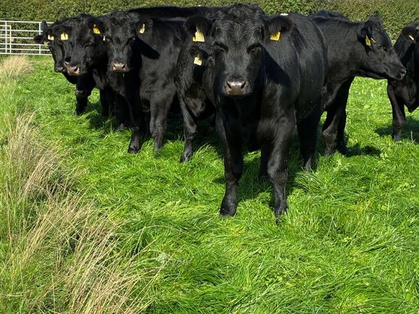 Angus bullocks - Main image