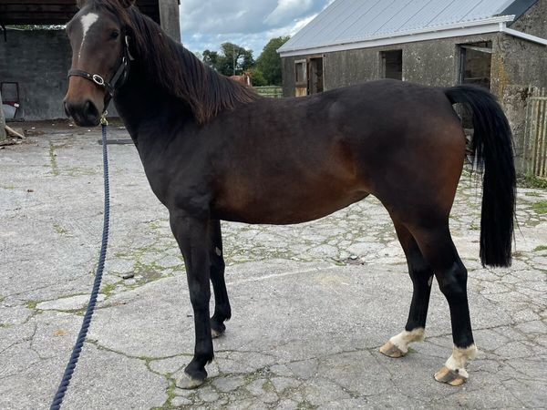 3 year old Filly - Main image