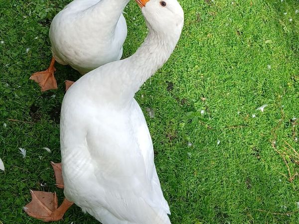 Geese - Main image