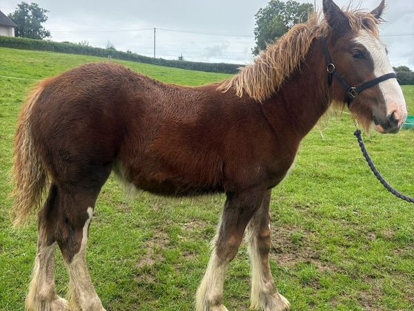 Filly foal - Main image