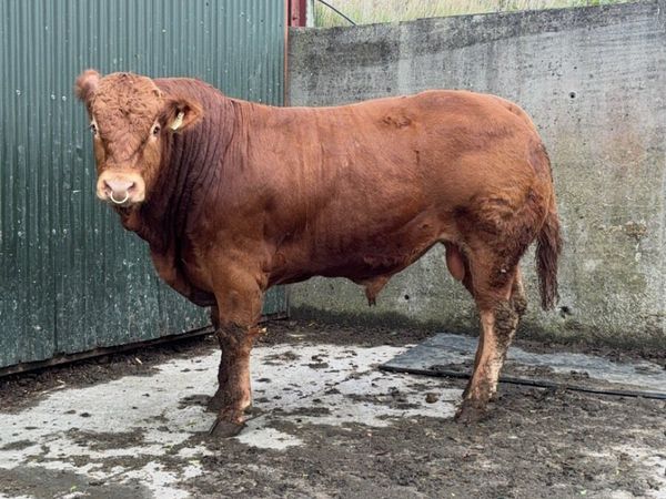 PBR Limousin Bulls - Main image