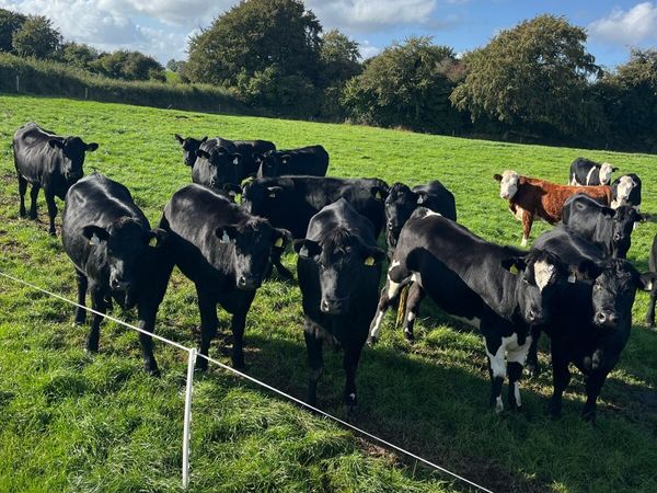29 Angus and Hereford heifers - Main image