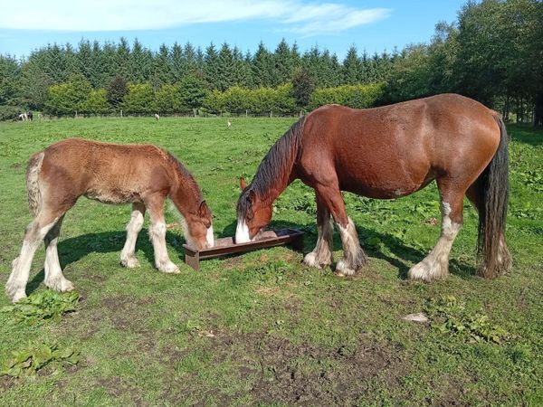 Horses - Main image