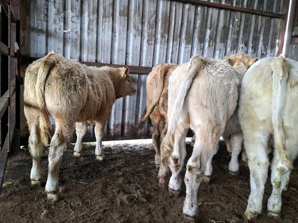 8 Smashing U Grade Charlaois bull Weanlings - Main image