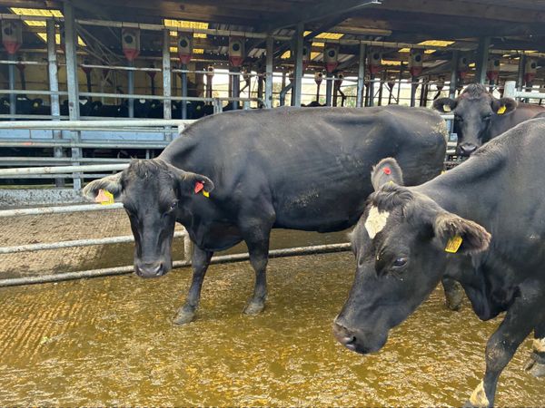 COWS Empty Carryover Cows - Main image