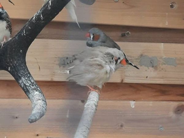 Birds - Main image